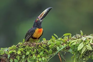Rain Forest Canopy Prints: Collared Aracari (Pteroglossus torquatus), Boca Tapada, Alajuela, Costa Rica