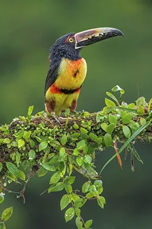 Rain Forest Canopy Prints: Collared Aracari (Pteroglossus torquatus), Boca Tapada, Alajuela, Costa Rica