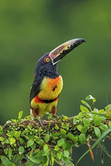Forests Prints: Collared Aracari (Pteroglossus torquatus), Boca Tapada, Alajuela, Costa Rica