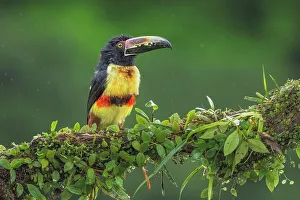 Rain Forest Canopy Prints: Collared Aracari (Pteroglossus torquatus), Boca Tapada, Alajuela, Costa Rica
