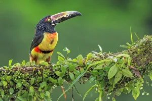 Rain Forest Prints: Collared Aracari (Pteroglossus torquatus), Boca Tapada, Alajuela, Costa Rica