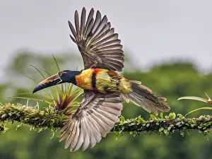 Rainforest Prints: Collared Aracari (Pteroglossus torquatus), Boca Tapada, Costa Rica