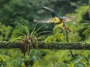 Pura Vida Prints: Collared Aracari (Pteroglossus torquatus), Boca Tapada, Alajuela, Costa Rica