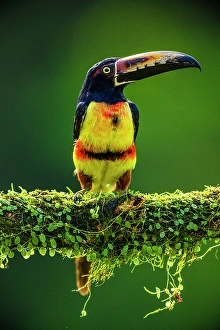 Close Ups Prints: Collared aracari (Pteroglossus torquatus), Laguna del Lagarto, Alajuela, Costa Rica