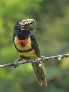 Rain Prints: Collared Aracari (Pteroglossus torquatus), Boca Tapada, Alajuela Province, Costa Rica