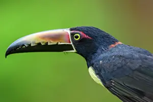 Rain Forest Prints: Collared aracari (Pteroglossus torquatus), Toucan Family, Costa Rica