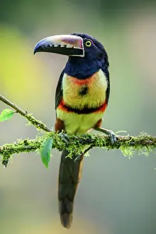 Rain Forest Prints: Collared aracari (Pteroglossus torquatus), Toucan Family, Costa Rica