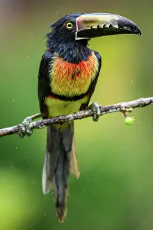 Toucan Prints: Collared aracari (Pteroglossus torquatus), Toucan Family, Costa Rica