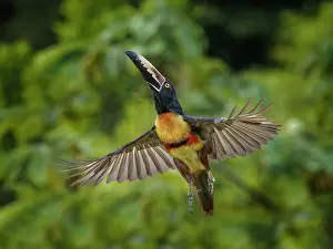 Taking Flight Prints: Collared Aracari taking flight (Pteroglossus torquatus), Boca Tapada, Costa Rica