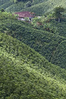 Images Dated 11th January 2010: Colombia, Caldas, Manizales, Chinchina, Coffee plantation at Hacienda de Guayabal