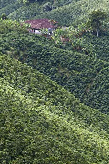 Colombia, Caldas, Manizales, Chinchina, Coffee plantation at Hacienda de Guayabal Colombia, Caldas, Manizales, Chinchina, Coffee plantation at Hacienda de Guayabal
