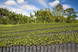 Colombia, Caldas, Manizales, Chinchina, Hacienda de Guayabal, Coffee seedlings growing