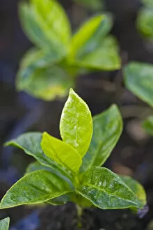 Images Dated 11th January 2010: Colombia, Caldas, Manizales, Chinchina, Hacienda de Guayabal, Coffee seedlings growing