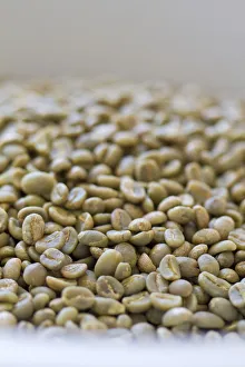 Colombia, Caldas, Manizales, Chinchina, Hacienda de Guayabal, Coffee beans in sack