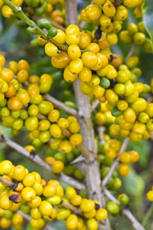Colombia, Caldas, Manizales, Chinchina, Hacienda de Guayabal, Coffee cherries - Coffee