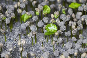 Colombia, Caldas, Manizales, Hacienda Venecia, Seedbed growing in Fosforito
