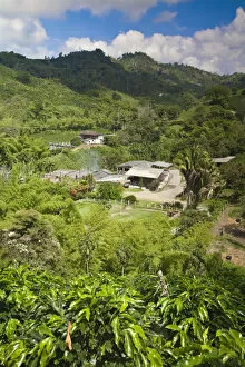 Images Dated 11th January 2010: Colombia, Caldas, Manizales, Hacienda Venecia coffee plantation