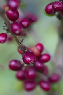 Colombia, Caldas, Manizales, Hacienda Venecia Coffee plantation, Cofffee cherries