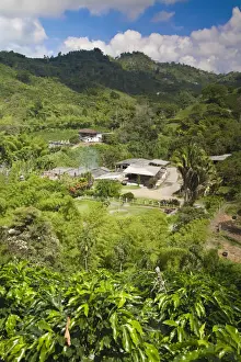 Colombia, Caldas, Manizales, Hacienda Venecia coffee plantation