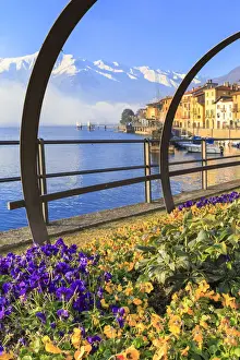 Province Of Como Prints: Colored flowers in bloom on a traditional Como Lake boat(Lucia). Domaso, Como Lake