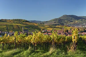Viniculture Prints: Colored vineyards in autumn near Birkweiler