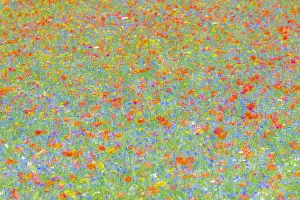 Sibillini Prints: A colorful abstract of the famous flowering of Castelluccio di Norcia