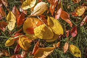 Engenhahn Prints: Colorful autumn leaves in the orchard meadows near Engenhahn, Niedernhausen, Hesse