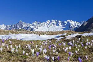 Crocus Prints: Colorful Crocus in meadows framed by snowy peaks Alpe Granda Sondrio province Masino