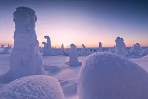 Ruka Prints: Colorful dusk on the frozen trees, Riisitunturi National Park, Posio, Lapland, Finland
