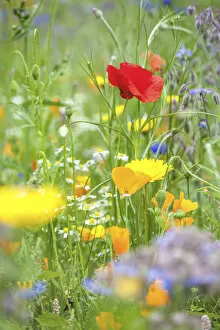 Wild Gallery: Colorful flower meadow in the park of Ooidonk Castle near Deinze, East Flanders, Belgium