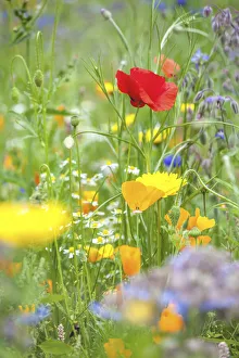 Wild Gallery: Colorful flower meadow in the park of Ooidonk Castle near Deinze, East Flanders, Belgium