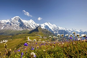Colorful flowers framing Mount Eiger Mannlichen Grindelwald Bernese Oberland Canton Colorful flowers framing Mount Eiger Mannlichen Grindelwald Bernese Oberland Canton