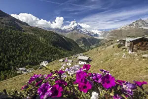 Colorful flowers and mountain huts in the background the Matterhorn