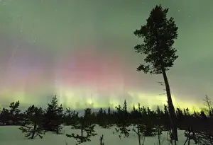 Colorful lights of the Aurora Borealis and starry sky on the snowy woods Levi Sirkka
