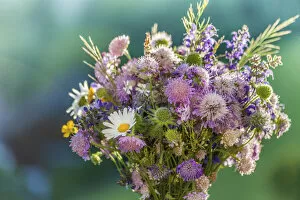 Images Dated 4th October 2021: Colorful meadow bouquet, picked in June at Renon in South Tyrol, South Tyrol, Italy