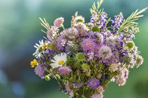 Colored Prints: Colorful meadow bouquet, picked in June at Renon in South Tyrol, South Tyrol, Italy