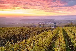 Images Dated 27th October 2015: Colorful sunrise over the vineyards of Ville Dommange, Champagne Ardenne, France
