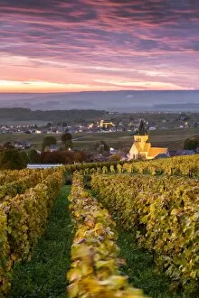 Images Dated 27th October 2015: Colorful sunrise over the vineyards of Ville Dommange, Champagne Ardenne, France