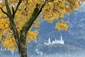 A colorful tree frames the Neuschwanstein Castle surrounded by woods Fussen Bavaria