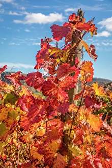 Terraced Viticulture Prints: Colorful vines above Bremm on the Mosel, Mosel, Rhineland-Palatinate, Germany