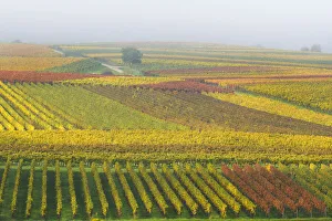 Viniculture Prints: Colorful vineyards in autumn, Landau