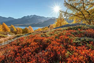 Images Dated 31st October 2022: The colors of Autumn on lake Sils, Engadine, Canton of Graubunden, Maloja district, Switzerland