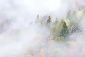The colors of autumn in the woods Europe, Italy, Trento district, Natural park Adamello