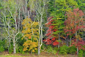 Habitats Prints: Colourful autumn foliage in Cades Cove, Great Smoky Mountains NP, Tennessee, USA