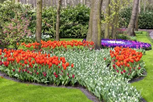 Tulip Prints: A colourful flowerbed in Keukenhof gardens, Lisse, North Holland, Netherlands