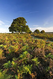 Colourful heathland of the New Forest National Park, Hampshire, England