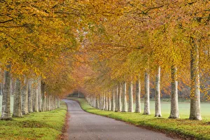 November Prints: Colourful tree lined avenue in autumn, Dorset, England. Autumn (November) 2014