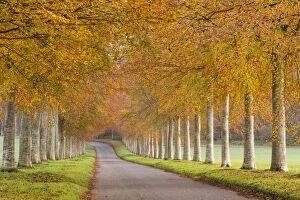 Colourful tree lined avenue in autumn, Dorset, England. Autumn (November) 2014
