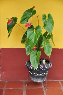 Images Dated 28th June 2012: Colourful wall and plant pot, Terradentro, Colombia, South America