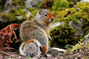 Small Mammals Prints: Columbia Ground Squirrel (Urocitellus columbianus), Clearwater National Forest, Idaho, USA
